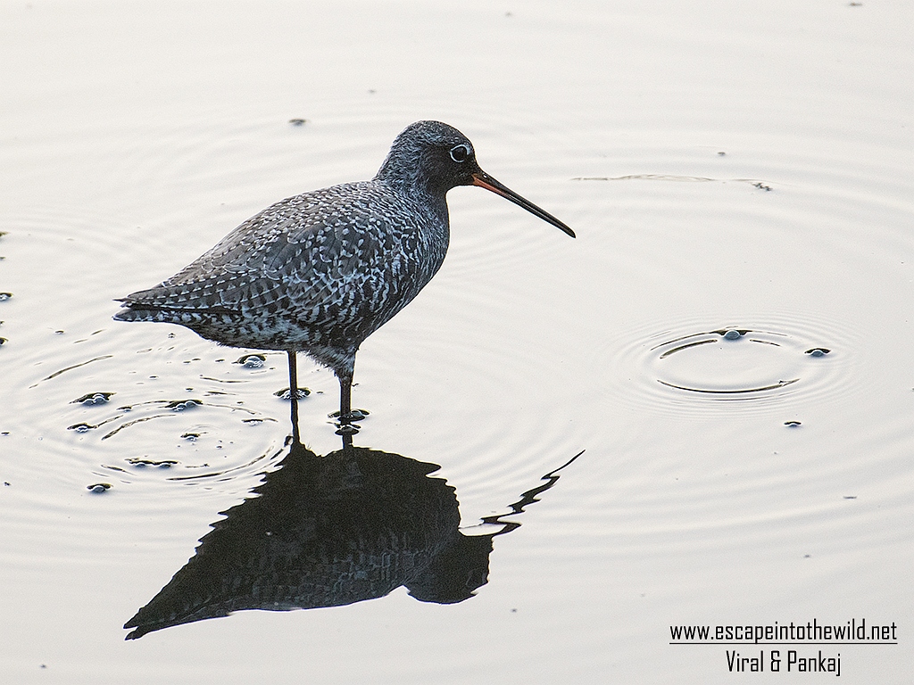 Spotted Redshank